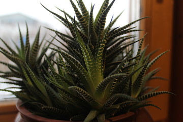 A variety of indoor plants on the windowsill when winter is outside