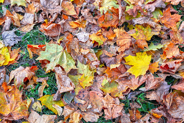 autumn leaves background