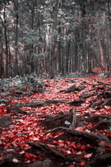 Red Forest Leaves