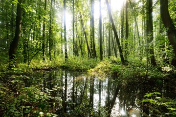 A view of a green swampy forest after the rain. Sun rays through the tree trunks. Latvia