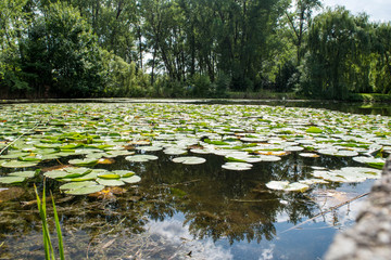 photograph of several water lilies in a lake