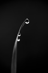 Minimalist Photo Of Raindrops