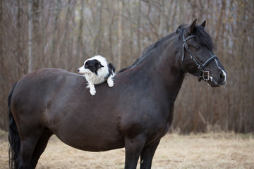 Obraz na płótnie Canvas Dog riding a horse