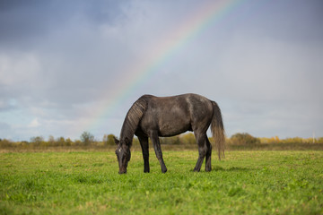 Fototapeta premium Horse in autumn meadows