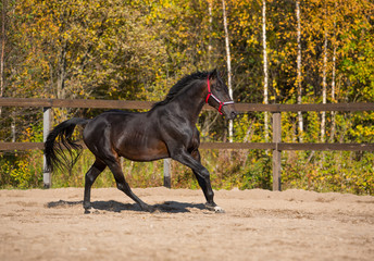 Brown stallion frolics against the backdrop of autumn trees
