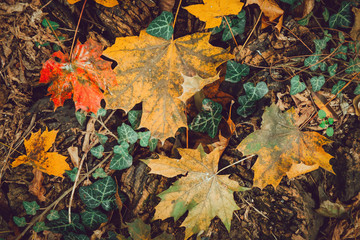 Colorful autumn leaves background