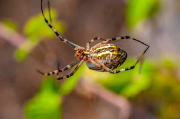 Beautiful spider feasting grasshopper on a spider web . Macro photo.