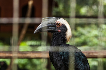 BORNEO, MALAYSIA - SEPTEMBER 6, 2014: Wild hornbill in captivity