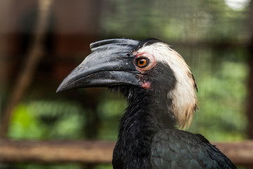 BORNEO, MALAYSIA - SEPTEMBER 6, 2014: Sick hornbill in rehabilitation center
