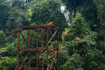 BORNEO, MALAYSIA - SEPTEMBER 6, 2014: Orangutan on the platform in Matang Wildlife Centre