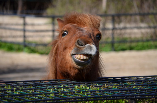 Lachendes Pony