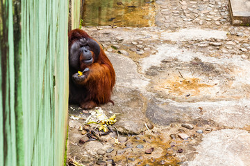 BORNEO, MALAYSIA - SEPTEMBER 6, 2014: Male Orangutan in Matang Wildlife Centre, Semenggoh