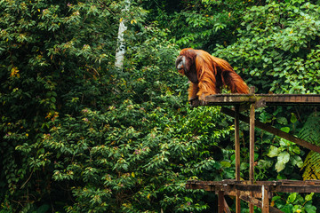 BORNEO, MALAYSIA - SEPTEMBER 6, 2014: Male Orangutan on the platform in Matang Wildlife Centre,...