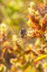 Beautiful spider feasting grasshopper on a spider web . Macro photo.