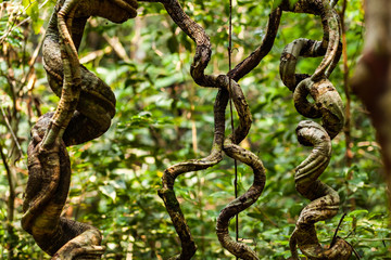 BORNEO, MALAYSIA - SEPTEMBER 6, 2014: Liana, Matang Wildlife Centre, Semenggoh