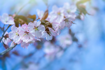 gently pink cherry tree branch. the concept of the arrival of spring and the awakening of nature