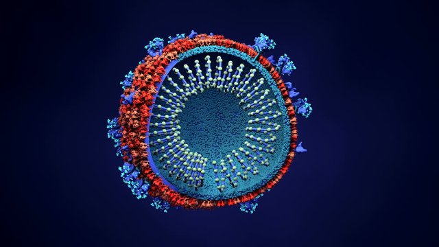Inside look Virus, Coronavirus, respiratory virus, SARS, MERS Here the virus is sliced open to show its genetic material