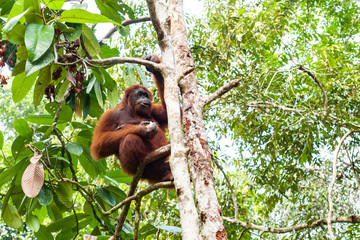 BORNEO, MALAYSIA - SEPTEMBER 6, 2014: Adult orangutang eating fruits © Denys