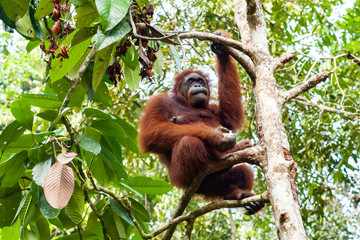 Fototapeta premium BORNEO, MALAYSIA - SEPTEMBER 6, 2014: Wild Orangutan in Semenggoh Nature Reserve