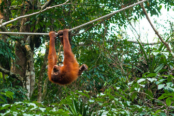 BORNEO, MALAYSIA - SEPTEMBER 6, 2014: Baby Orangutan doing tricks on the rope © Denys