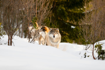 Fototapeta na wymiar Wolves amidst bare trees on snow in sunny day