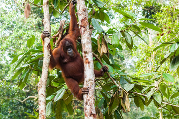 BORNEO, MALAYSIA - SEPTEMBER 6, 2014: Orangutan climbing in between two trees