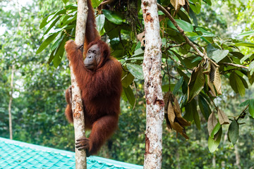 BORNEO, MALAYSIA - SEPTEMBER 6, 2014: Orangutan holding on the trunk of the tree