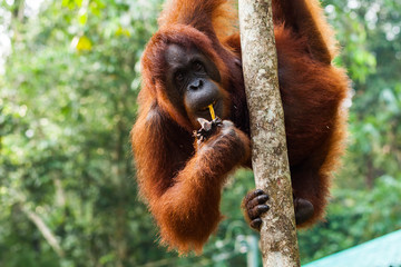 BORNEO, MALAYSIA - SEPTEMBER 6, 2014: Portrait of orangutan eating banana