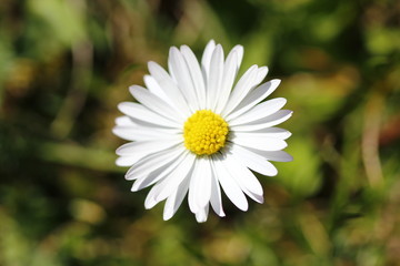 Eine weiße Blüte eines Gänseblümchens im Frühling, Nahaufnahme