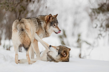 Eurasian wolves roughhousing on snow at Nature Park