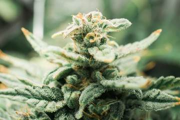 Fresh green weed In details. Indica flower. CBD THC in Pot. Marijuana bud close up. Macro trichomes...