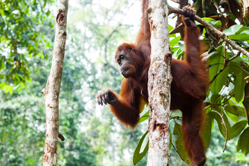 BORNEO, MALAYSIA - SEPTEMBER 6, 2014: Endangered orangutan in Semeggoh Hature Reserve