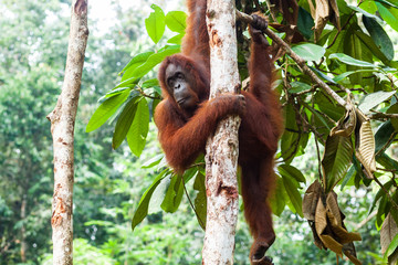 BORNEO, MALAYSIA - SEPTEMBER 6, 2014: Wild Orangutan hugging the tree