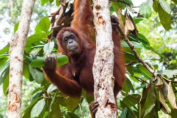 BORNEO, MALAYSIA - SEPTEMBER 6, 2014: Female orangutan holding a tree leaf