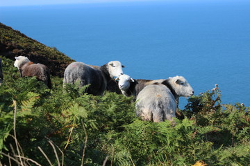 small group of sheep stands in the thick of ferns on top of a hill against the sky-blue sea. The...