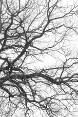 Fototapeta premium Tree Branches