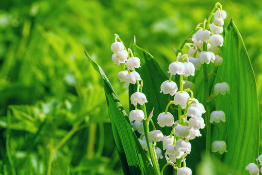 Flower Spring Sun White Green Background Horizontal. Lily of the valley. Sun rays fall on beautiful spring blooming flower. Ecological background Blooming lily of the valley on green grass background.