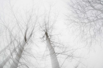 Distorted View