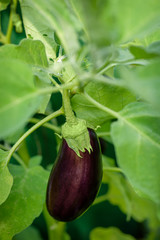 Eggplant Growing Branch Leaf Green. Vertical photo of natural eggplant on green branch in greenhouse. Growing eggplant in greenhouse close-up. Fresh growing juicy eggplant on branch. Eggplant grow.