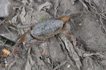 turtle on beach