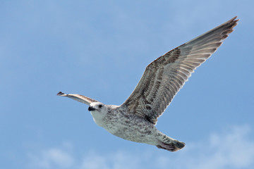 Single seagull flying in a sky as a background