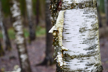 Birch bark in winter in February
