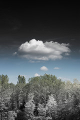 Abstract Cloud Over The Forest / Sureal Landscape 