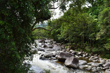 Fototapeta na wymiar Foresta pluviale nella regione di Daintree