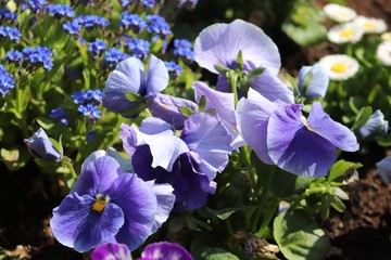 Stiefmütterchen mit Frühjahrsblumen
