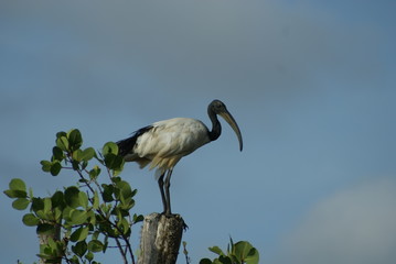 great blue heron in flight