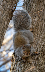 Obraz premium close up of a squirrel in nature