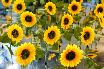 Fototapeta na wymiar Abstract background with sunflowers over field and sunlight