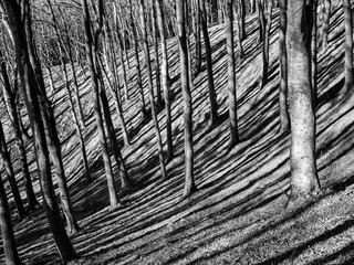 black and white photo of a beech forest