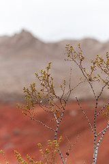 Small desert trees against orange rocks